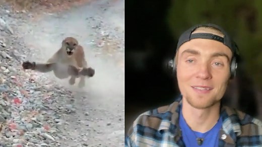 Cougar stalk: Utah jogger on six-minute encounter with a mountain lion