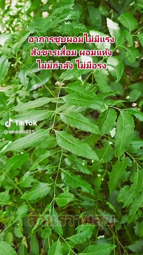 แก้ไขโรคผอมแห้งแรงน้อยด้วยสะเดา