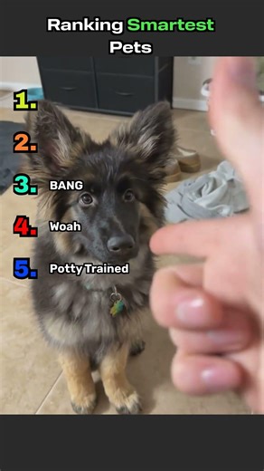 Top 5 Smartest Pets #pets