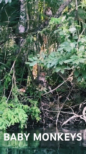 We Found Wild Monkeys in Silver Springs Florida!!!