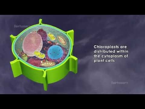About chloroplast : structure and function / 3D animated