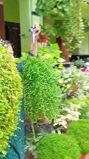 615K views · 10K reactions | മഴ വന്നപ്പോൾ കട്ട് #beautifying #my#greens  #turtle wine #beautification #hangings #home #natural #garden tips #cutting#shaping | Bindu Premraj | Facebook