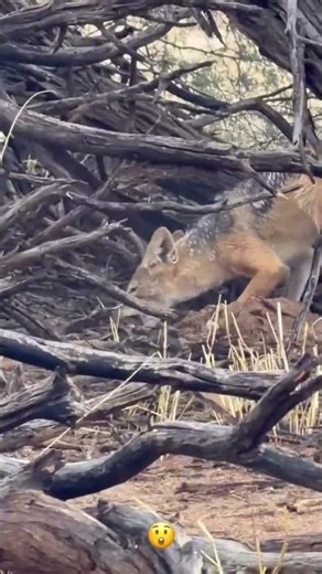 Jackal’s Hidden Food Trick! 🐾