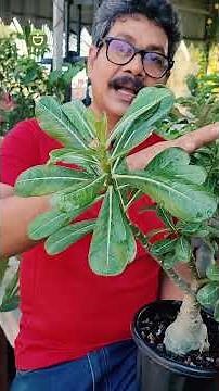 Take Care Of Your Adenium Plants#shorts