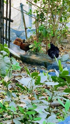 chicken farming house/রিজিক বৃদ্ধির উপায় #shorts#islamerbarta #foryou##dwa#amol#islamicstatus#viral
