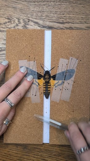 3.2K views · 55 reactions | The Death's-head Hawkmoth, Acherontia...