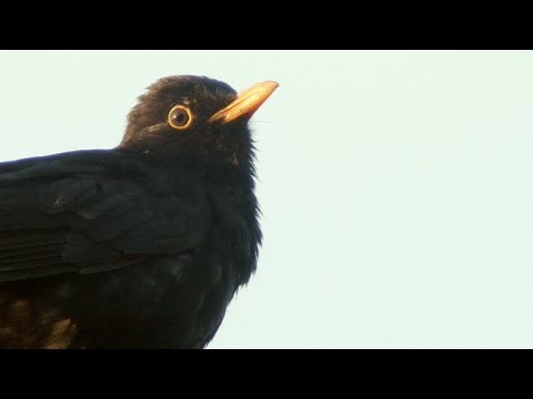 Blackbird alarm call