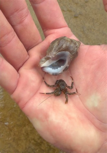 The Fascinating Shell Swapping of Oregon's Hermit Crabs