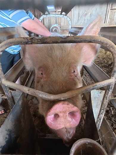 Elsa really wanted a snack, but was just as happy with some good love and back scratches. Such a beautiful girl, even with that tongue out all the time. #abchomestead #homestead #pig #farmchores