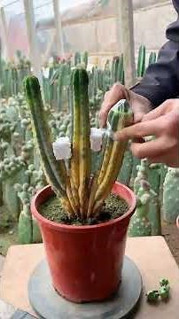 How to Graft Cactus: A Complete Step-by-Step Guide 🌵