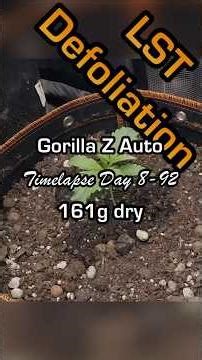 Gorilla Z Auto #1 Day 8-92 Timelapse #weedporn #growlife #autoflower #fastbuds