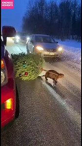 Beaver's Holiday Hijinks! A determined beaver drags a Christmas tree, bringing smiles to drivers. #fblifestyle #AI Generated using Kling AI . . . (For entertainment purposes only. Consult professionals if guidance on activities is presented. No brand affiliation is implied if any are shown. If inspired by true events, creative adaptations may be included. Content may include public footage.) | Fabiosa - Live easy