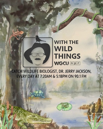 13 reactions | Meet the Florida Softshell Turtle —a flat, fast, and...