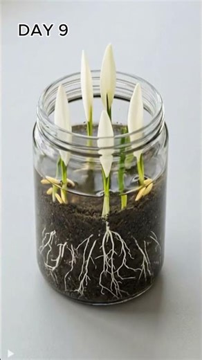 Rice Growing Timelapse #timelapse #shorts #video