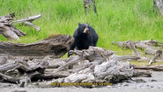 “The Bear Saw Us” - The Moment We Realized We Were in Trouble