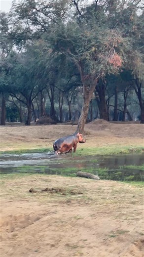 2.4K views · 20 reactions | During the day, hippos spend hours submerged in lagoons and channels to keep their skin cool and protected from the sun. But once evening hits, they leave the water to graze, sometimes travelling kilometres (even up to the escarpment!) in search of fresh grass. And despite their size, they can move really fast. A full-grown hippo can run up to 30 km/h on land… not sure about their acceleration though! | Amanzi Zambezi | Facebook
