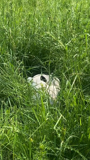 Let’s go calf counting! SSE stewards two herds of Ancient White Park cattle (AWPC), a rare and endangered breed which roamed the British Isles for thousands of years in isolation from other cattle breeds. The breed is best known for its distinctive white coat with colored “points” on their ears, eyes rims, muzzles, and hooves. Read more about the AWPC of Heritage Farm here: https://seedsavers.org/ancient-white-park-cattle/ #AncientWhiteParkCattle #CalvingSeason #EndangeredSpecies #NewbornCalves