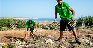 More than 90 tonnes of invasive alien species removed this year so far