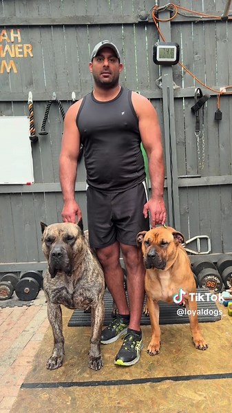 How Many Times Should You Feed Your Dog?