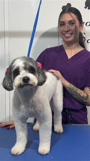 Cavapoo Playtime: Adorable Moments Shared
