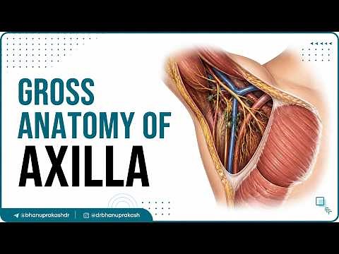 Gross anatomy of Axilla : Contents , Boundaries : High-yield Usmle step 1