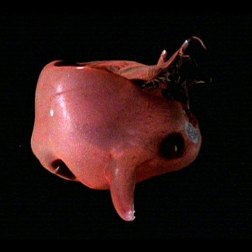 Approximately 3,000 feet below sea level is a detritus feeding sea-creature known as the Vampire squid (Vampyroteuthis diabolus). This small cephalopod can be found throughout temperate and tropical oceans in extreme deep-sea conditions. 🦑 #SealifeSaturday | Science Channel