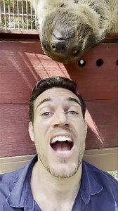 39K views · 4.9K reactions | Sloth Surprise 殮  Wildlife Learning Center | Dr. Evan Antin | Facebook