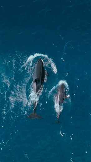 Orcas pass their hunting practices down from generation to generation, and this fever of mobula rays is the perfect opportunity for a matriarch to share her wisdom! | National Geographic Animals