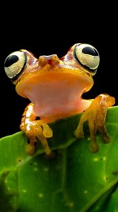 40K reactions · 532 comments | The most beautiful frog  Here’s the...
