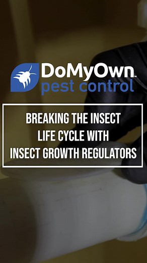Discover the key advantages to using Insect Growth Regulators (IGRs). Visit https://bit.ly/467MWh5 for more pest control tips & how-tos ✅#pests #pest #pestcontrol #reelsfb #reels #reelsvideo #diy #diyproject #reelsfacebook | Domyown.com - DIY Pest Control, Lawn Care, and More | Facebook
