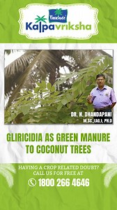 10K views · 386 reactions | Using gliricidia as green manure for...