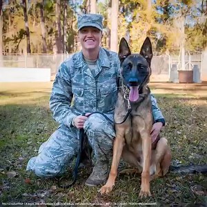 2.4K reactions · 258 shares | When times are toughest for our service members, military working dogs are serving right there with them. This month, we’re honoring those brave dogs whose service shouldn’t be forgotten. We’ve set a goal of 50,000 patriotic Americans thanking these dogs and their handlers before the end of the month. Don’t miss your chance to sign the card. | USO | Facebook