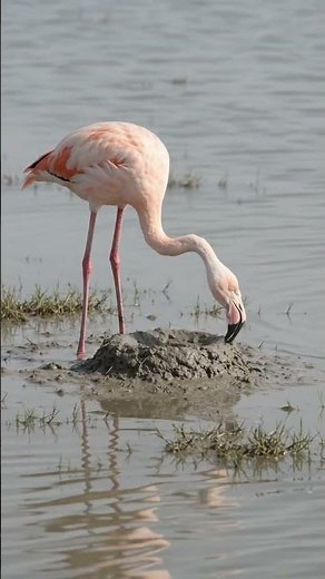 Why Is This Flamingo Building a MUD TOWER?! 😳🦩#BirdBuilding #nature #wildlife #shorts #flamingo