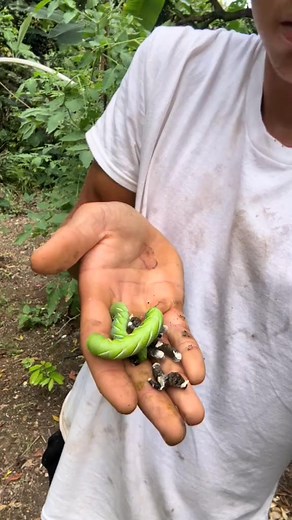 Found some very beautiful caterpillars #fyp #caterpillars #garden #jamaica #jamaicatictok | thesoapkid