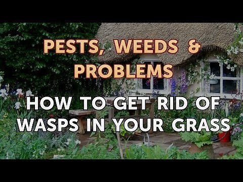 How to Get Rid of Wasps in Your Grass