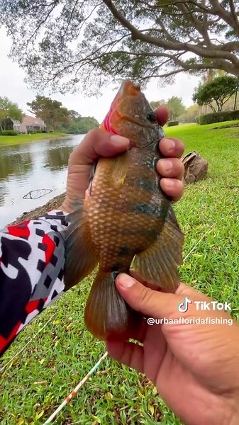 Catching Carp with Berries Underneath a Tree