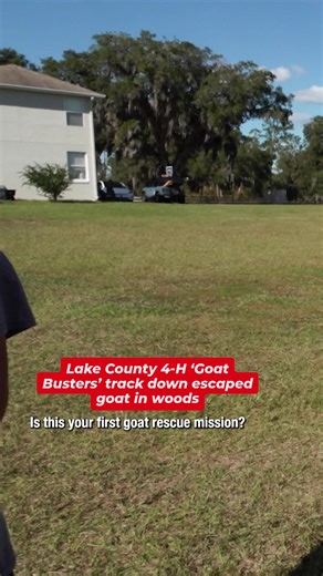 The Lake County 4-H “Goat Busters” received a special call last month to help find an elusive goat that escaped from its owner’s property. While it might have been their first time wrangling an escaped goat, the 4-H Goat Busters in Lake County were certainly the right people for the job. Emily McLeod WKMG has more details at the link in comments. | News 6 WKMG / ClickOrlando
