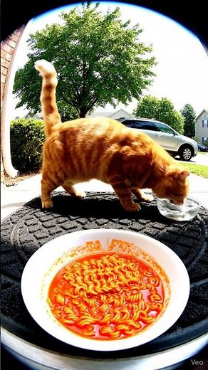 Cat Tries Samyang Ramen #cat #catreaction #cateating #catfunnyvideo #catlovers #catmemes #funnycats