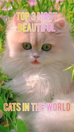 top 3 most beautiful Cats in the world #cat #catsworld #mycat #lovelycat