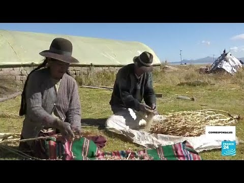 La quinua boliviana, del sueño a la caída