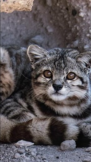 The Secret of the Andean Cat 😍 #nature #interesting #animals