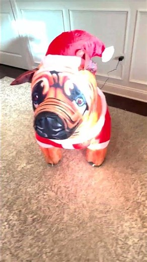 4FT Christmas Inflatable Bulldog Review
