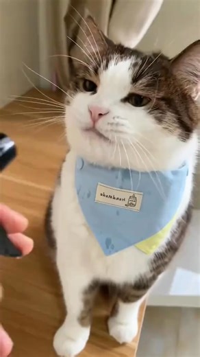 Girls clever hack to hydrate her cat animals pets funny lovestory kitty | Animals Discovery