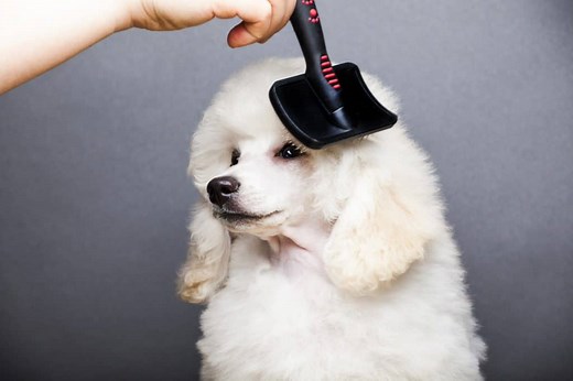 The 9 Best Hair Brushes for Poodles (With Pictures) | Poodle Report