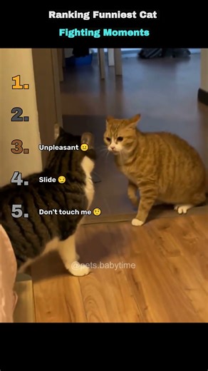 Ranking Funniest Cat Fighting Moments 👌🏻🐈‍⬛ #shorts