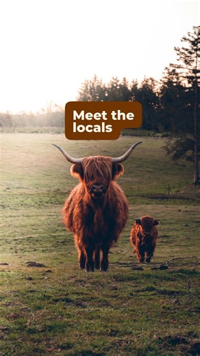 VisitDenmark | Travel inspiration for Denmark on Instagram: "Meet the locals — they’re pretty damn cute if we do say so ourselves 🐽🦭🐮🦉 …but maybe just keep some distance from the danger chicks... you know, just in case 🦢 📷 (Cover - @et_nyt_kapitel ) © @nina_ivalu | © @oehopperne | © @alie_en_nellie | © @attiabasha | © @nord.sicht | © @hailey__day | © @ellegaardsnature #denmark #nature #animals #locals #wildlife #travelgram #waterpuppies"