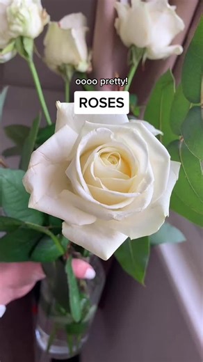 Discover the Meanings of Rose Colors - Floriography Explained! 🌹