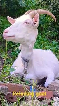 relaxing goat chewing