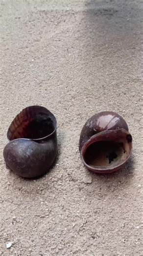 Casting Aluminum from Snail Shells at Home
