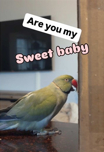 Beaker trying all his best phrases to get Tink to come out of her hidey hole! #birdsoftiktok #parrotsoftiktok #talkingbird #talkingparrot #cuteanimals #funnyanimals #parrot #funny